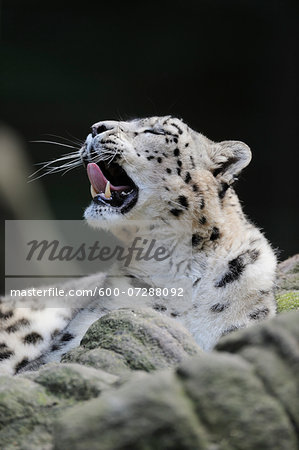 Portrait of Snow Leopard (Panthera unica) Yawning in Zoo, Nuremberg, Bavaria, Germany