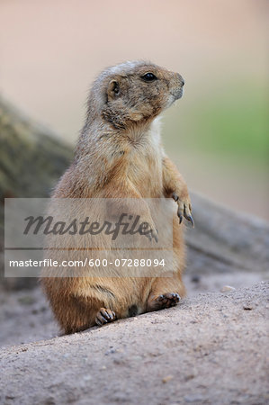 Portrait of Black-tailed Prairie Dog (Cynomys ludovicianus) Standing on Hind Legs in Zoo, Nuremberg, Bavaria, Germany