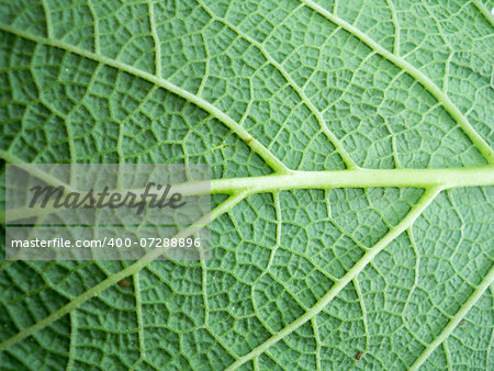 Macro photo of leaf of a plant, green and fresh