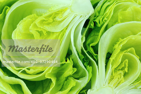 Fresh Green Iceberg lettuce .