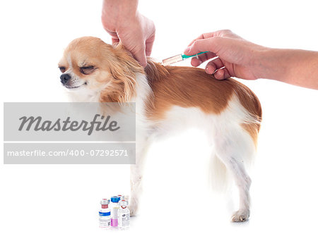 chihuahua and vaccination in front of white background