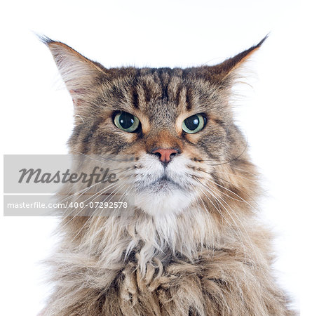 portrait of a purebred  maine coon cat on a white background