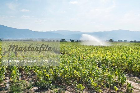 Tobacco plantation and irrigation. Blue sky