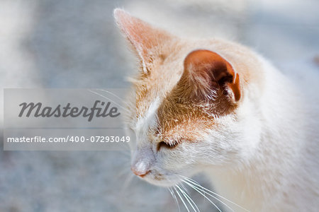 The head of a white and ginger cat, against a hot white background, with the focus on the face