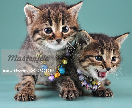 Little kittens with small metal jingle bells beads . Studio shot.