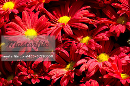 bouquet of red blooming chrysanthemums