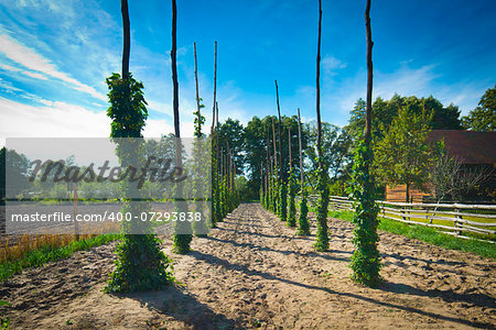 Hop poles on small field Hop poles on small field