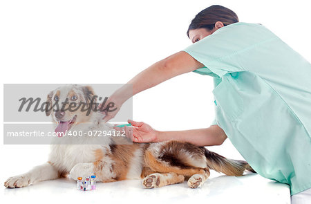 purebred australian shepherd and vet  in front of white background