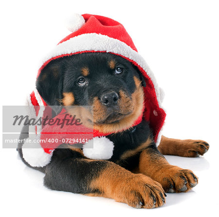 christmas puppy rottweiler in front of white background