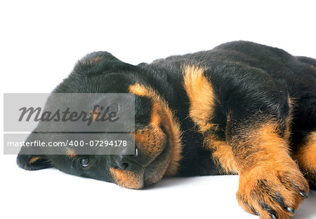 portrait of a purebred puppy rottweiler in front of white background