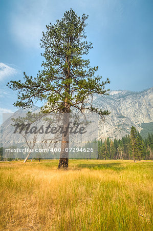 Yosemite lonley tree in meadow with mountain in background