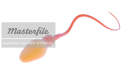 3d illustration of a swimming sperm , male gamete, male reproductive cell or spermatozoon with a head and flagellum isolated on white