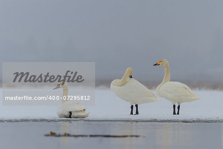 Whooper Swan (Cygnus cygnus) in winter.  Location: Comana Natural Park, Romania