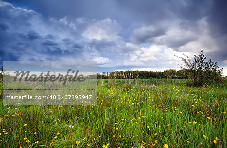 yellow flowering meadow before storm, Drenthe