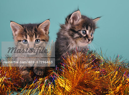 Chistmas portrait of little kittens . Studio shot.