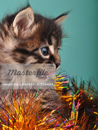 Small kitten among Christmas stuff . Studio shot. Small kitten among Christmas stuff . Studio shot.