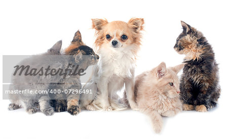 portrait of a purebred maine coon kitten and chihuahua on a white background portrait of a purebred maine coon kitten and chihuahua on a white background