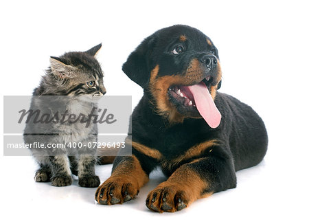 portrait of a purebred puppy rottweiler and kitten in front of white background portrait of a purebred puppy rottweiler and kitten in front of white background