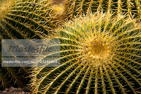 Thorny Cactus Spiny Desert Ground Cover Dry US Southwest