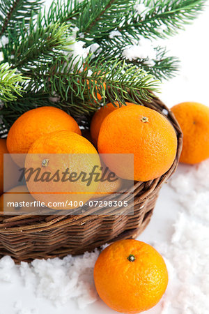 Fresh tangerine in a basket with  spruce branch