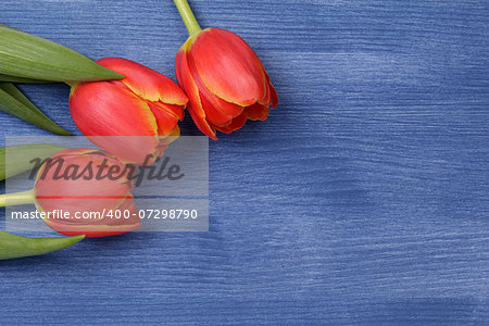 tulip on wooden table, mothers day theme or valentines day