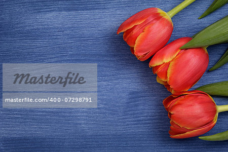 tulip on wooden table, mothers day theme or valentines day