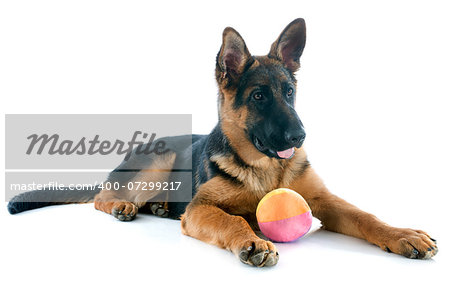 portrait of a  puppy purebred german shepherd in front of white background