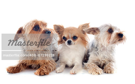 yorkshire terriers and chihuahua in front of white background