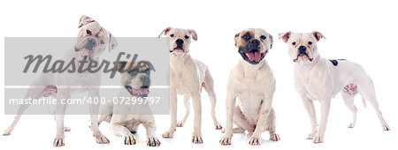 american bulldogs in front of white background