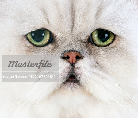 white persian cat in front of white background