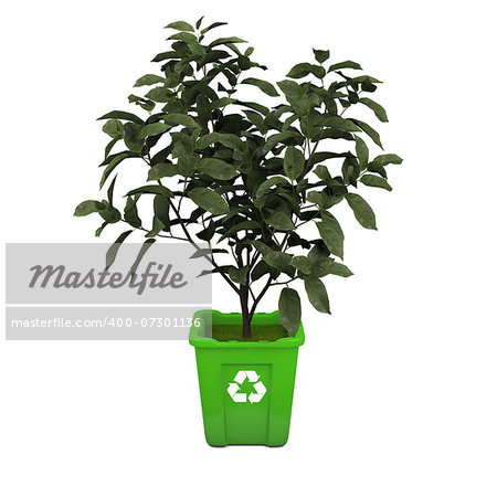 Recycling concept with young tea plant growing in green recycle bin