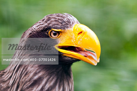 A closeup of the head of a steller's sea eagle