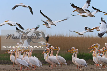 white pelicans (pelecanus onocrotalus) in the Danube Delta, Romania