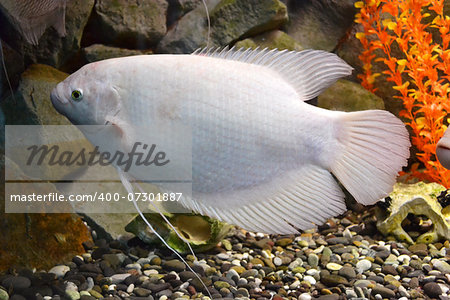 fish in aquarium