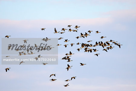 A large flock of Canadian Geese flying in a bright winter sky.