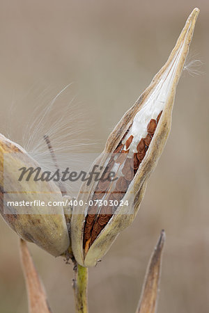 Slowly unzipping, a milkweed pod opens its seeds to the prairie. The seeds, with their leathery pouch and silky hair, line themselves inside the pod ready to float into the meadow.