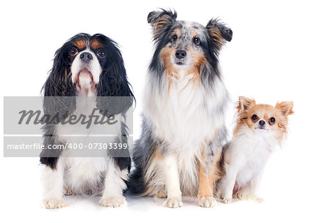 portrait of a purebred shetland dog, chihuahua and cavalier king charles in front of white background