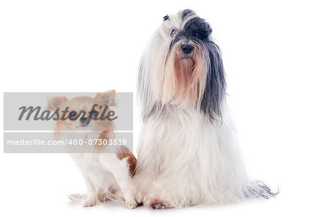 tibetan terrier and chihuahua in front of white background