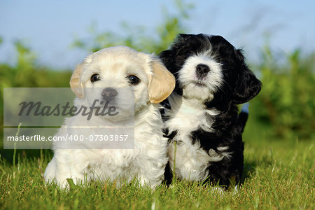A black and a white puppy is posing in the sun