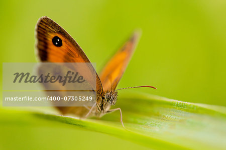 beautiful butterfly Pyronia tithonus macro closeup outdoor in summer