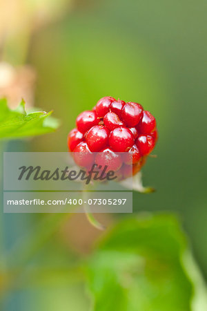 raspberry plant outdoor in garden summer berries flowes macro