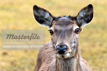 A closeup of the head of a deer