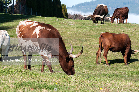 Longhorn Cattle grazing on the hillside near Kelowna