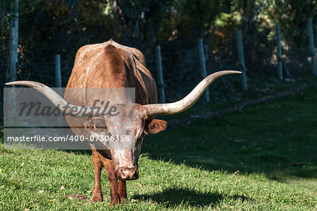 Longhorn Cattle grazing on the hillside near Kelowna