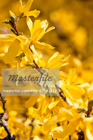 beautiful yellow forsythia blossom and tree  in spring outdoor