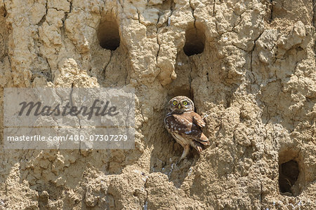 Burrowing Owl (Athene cunicularia) on the nest