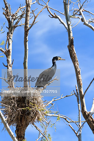 cormorant (phalacrocorax carbo ) on nest in Danube Delta, Romania