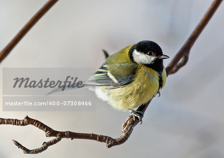 The big titmouse sits on a tree branch in winter day