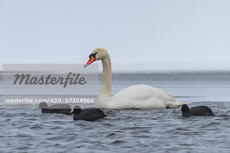 Whooper Swan (Cygnus cygnus) and Eurasian coot (Fulica atra) in winter.  Location: Comana Natural Park, Romania.