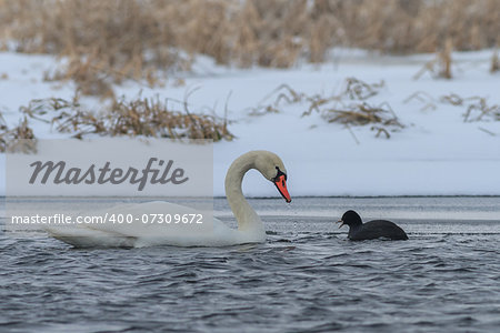 Whooper Swan (Cygnus cygnus) and Eurasian coot (Fulica atra) in winter.  Location: Comana Natural Park, Romania